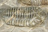 Three Colorful Phacopid (Austerops) Trilobites - Jorf Morocco #329072-6